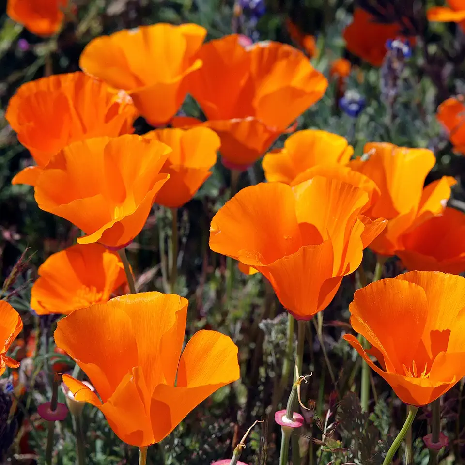 Outsidepride 1 lb. Annual Eschscholzia Orange California Poppy Native Garden Wild Flower Seed