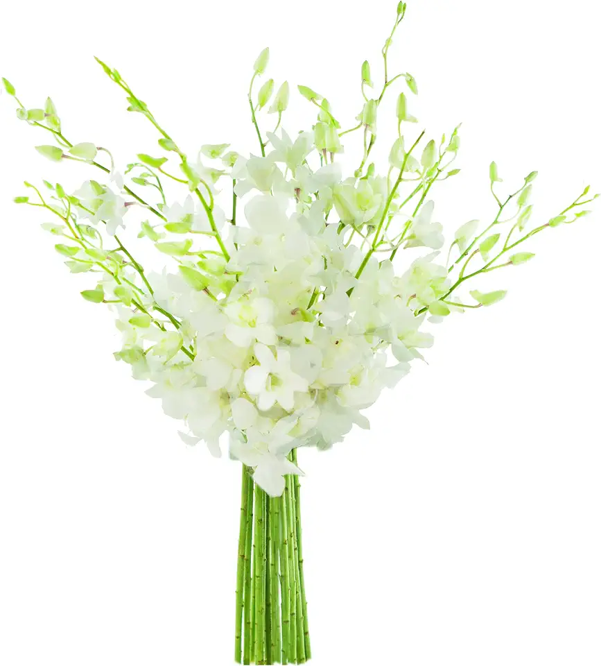 KaBloom PRIME NEXT DAY DELIVERY - Fall Collection - Exotic Perla White Orchid Bouquet of 20 Fresh White Dendrobium Orchids. Gift for Birthday,Thank You, Valentine, Mother’s Day Fresh Flowers