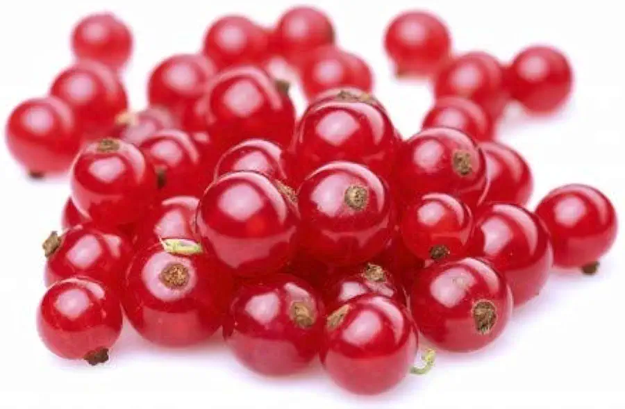 Fresh Frozen Organic Red Currants by Northwest Wild Foods - Healthy Antioxidant Fruit Diet - for Smoothies, Pies, Jams, Syrups (4.5 Pounds)