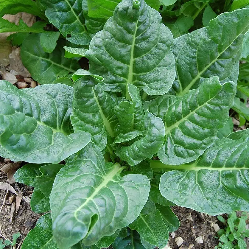 300 Perpetual Spinach Swiss Chard Seeds for Planting 7+ Grams of Seeds Non GMO and Heirloom Survival Vegetable Garden