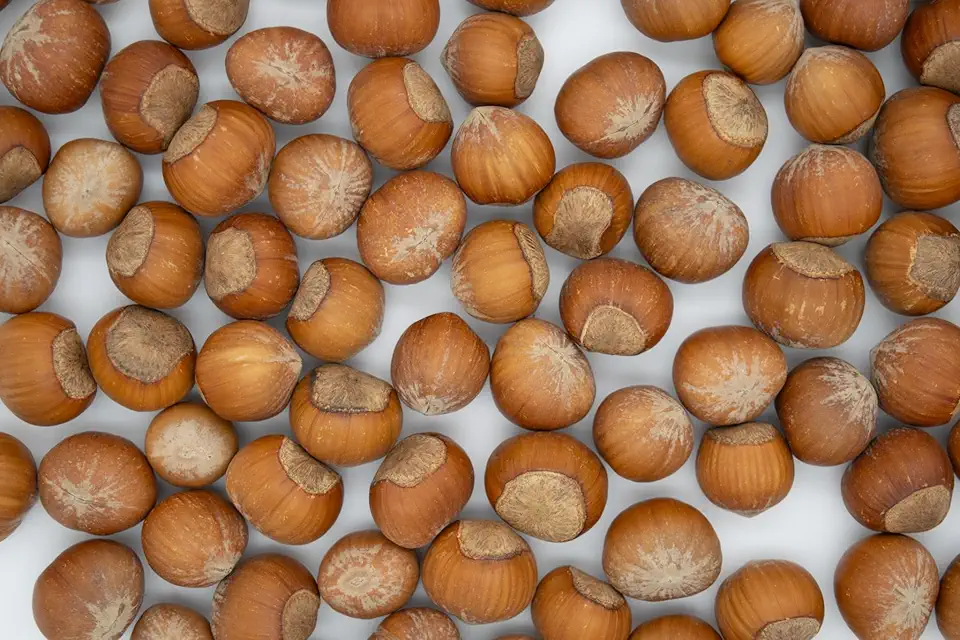 Lila Bazaar - 6LB Resealable Bag - Oregon Hazelnuts in Shell - Raw, Whole, Unsalted, Fresh, Nutty - No Added Flavor, No GMO