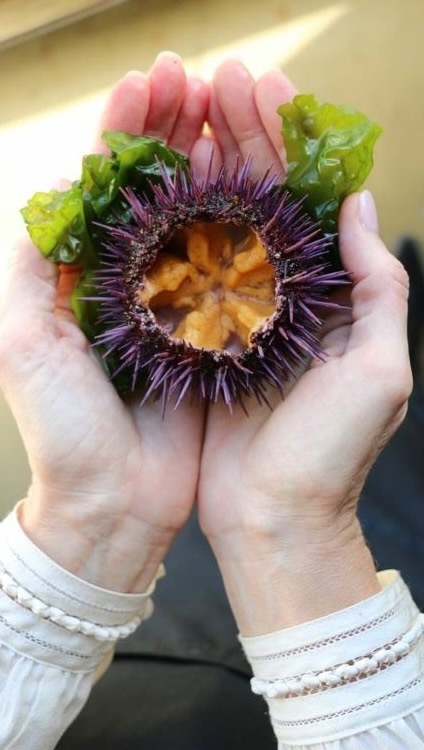 Delectable Passionfruit and Mango Hedgehog Mousse